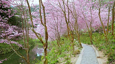 Beautiful Sakura Blooming On The Trail