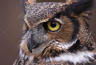 Great Horned Owl Eye