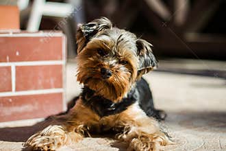 Yorkshire terrier