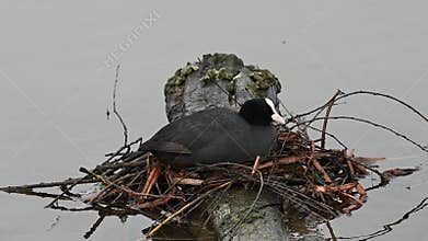 Coot resting on her new nest