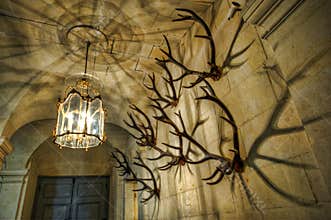 Antler horns on the wall
