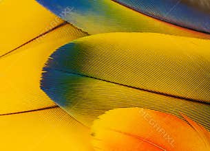 Macaw parrot feathers