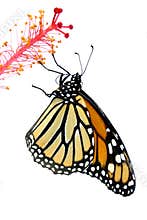 Monarch Butterfly