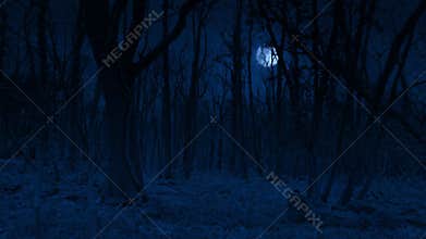 Scary Woods At Night In The Moonlight POV