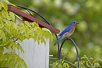 Male Bluebird sits on a perch watching.