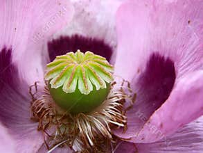 Inside a flower
