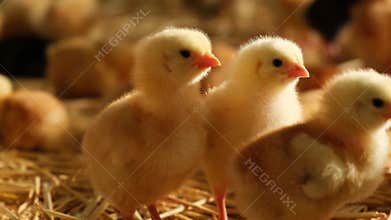 fluffy baby day old chicks poultry looking on camera in front farmhouse straw bedding brooding meat production