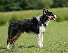 Border collie or sheep dog