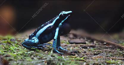 A Poison dart frog the common name of a group of frogs