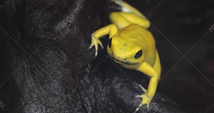 A golden poison frog Amphibian, also known as the golden dart frog or golden poison arrow frog