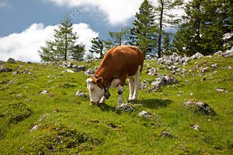 Cow