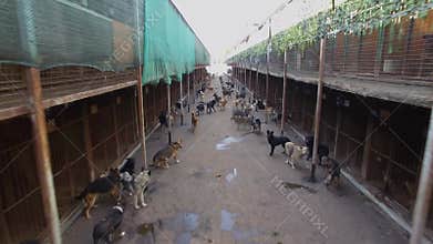 Lot of dogs are in asylum with rows of cages at