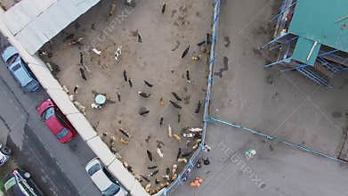 Animal asylum with lot of stray dogs at autumn