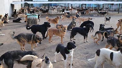 Many different big dogs are walking in a paddock