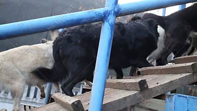 Many big homeless dogs are going up on stairs at