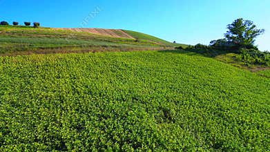 Aerial pullback shot of fields near Ponzano di Fermo (FM) with meadows