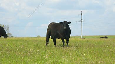 Black Angus Cows Grazing On A Green Summer Meadow. Panorama Of Grazing Cows In A Meadow With Grass.