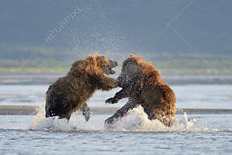 Grizzly Bear