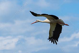 White Stork Gracefully Flying at High Altitude
