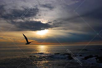 Seagull at Sunset