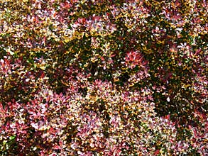 Japanese barberry bush