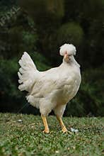 Free-Range Hen Foraging in Natural Farm Environment