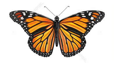 Monarch Butterfly Isolated on White Background, Generative AI