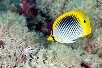 Butterflyfish