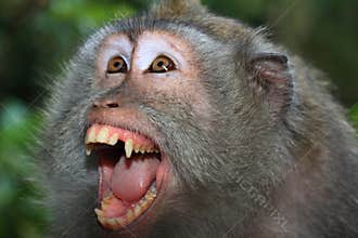 Angry wild monkey (long-tailed