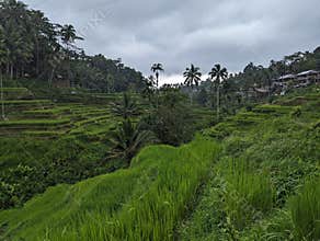 Beautiful landscape of the ricefields in Ubud