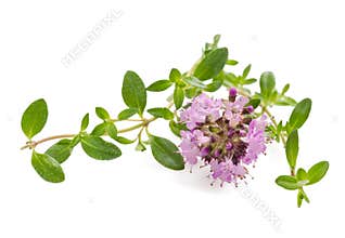 Thyme flowers