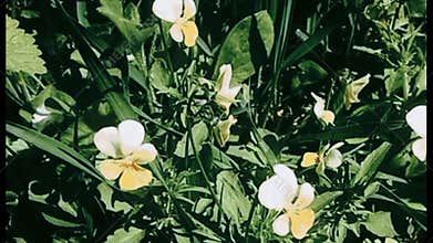 Forest violets. Small delicate flowers