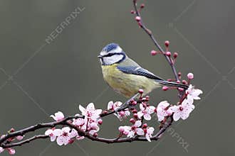 Blue tit, Parus caeruleus