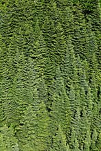Fir forest