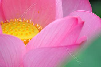 Pink lotus flower
