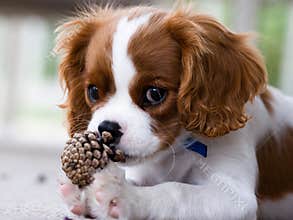 Spaniel Puppy