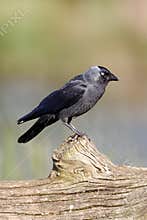 Jackdaw, Corvus monedula