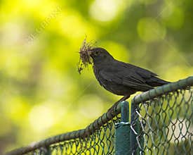 Female Blackbird Standing on an Old Wire Fence in the Park