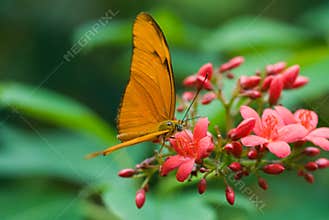 Beautiful butterfly