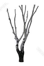 Isolated Truncated Tree