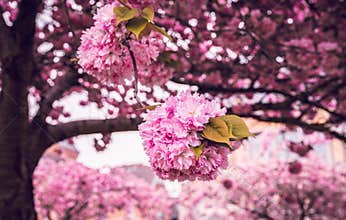 Romantic pink cherry blossom tree in spring.
