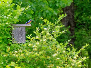 bluebird sitting on top of wooden bluebird box with caterpillar in beak in Spring