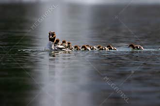 Common merganser one day old ducklings are walking around on their mother's back