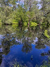 the green grassy bank of the Berezina River