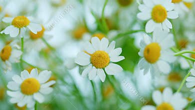 Daisy Flower Garden Full Bloom Plant. Chamomile Flowers Field Wide Background In Sun Light.