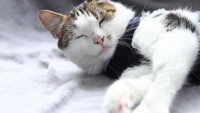 Cat in a postoperative bandage. Cat after anesthesia