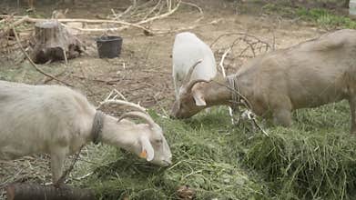 A domestic goats with horns and cattle ear tags on their ears eat mown grass.