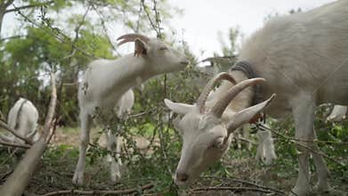 White domestic goats with cattle ear tags gnaw leaves from tree branches.