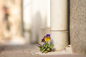wild violin flower on the road