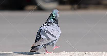 Rock dove pigeon walking and preening on a ledge by road